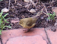 Common Chiffchaff